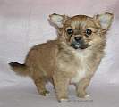 Chihuahua longhair Frem Novopack klenot