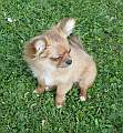 Chihuahua longhair Frem Novopack klenot