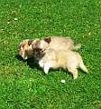 Chihuahua longhair Gibi Novopack klenot
