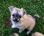 Chihuahua longhair Gloria Novopack klenot