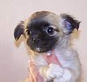 Chihuahua longhair Gibi Novopack klenot