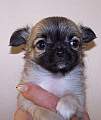 Chihuahua longhair Gaya Novopack klenot