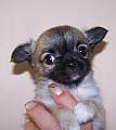 Chihuahua longhair Gaya Novopack klenot