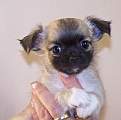 Chihuahua longhair Gibi Novopack klenot
