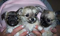 Chihuahua longhair Gibi, Gloria, Gaya Novopack klenot
