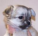 Chihuahua longhair Gloria Novopack klenot