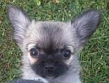 Chihuahua longhair Gaya Novopack klenot