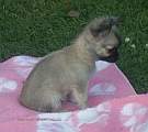 Chihuahua longhair Gaya Novopack klenot