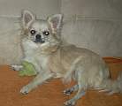 Chihuahua longhair Gloria Novopack klenot
