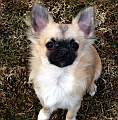 Chihuahua longhair Gibi Novopack klenot
