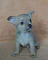 Chihuahua shortcoat Idon Novopacký klenot
