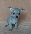 Chihuahua shortcoat Idon Novopacký klenot