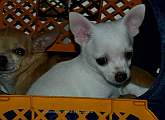Chihuahua shortcoat Inkal Novopacký klenot