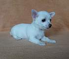 Chihuahua shortcoat Inkal Novopacký klenot