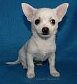 Chihuahua shortcoat Inkal Novopacký klenot