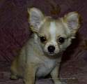 Chihuahua longhair Jackie Novopack klenot
