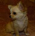 Chihuahua longhair Jackie Novopack klenot