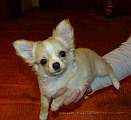 Chihuahua longhair Jackie Novopack klenot