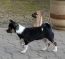 Chihuahua shortcoat Ken and Kairo Novopack klenot