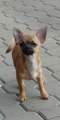 Chihuahua shortcoat Kairo Novopack klenot