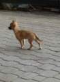 Chihuahua shortcoat Kairo Novopack klenot