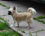 Chihuahua longhair Gibi Novopack klenot