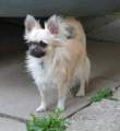 Chihuahua longhair Gibi Novopack klenot