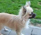 Chihuahua longhair Gibi Novopack klenot