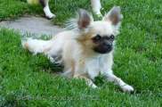 Chihuahua longhair Gibi Novopack klenot