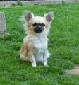 Chihuahua longhair Gibi Novopack klenot