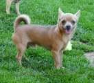 Chihuahua shortcoat Idon Novopacký klenot