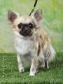 Chihuahua longhair Gibi Novopack klenot