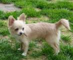 Chihuahua longhair Nuky  Novopack klenot