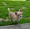 Chihuahua longhair Nuky  Novopack klenot