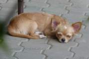 Chihuahua longhair Nesie  Novopack klenot