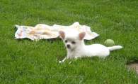 Chihuahua longhair Odry Novopack klenot