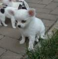 Chihuahua longhair Odry Novopack klenot