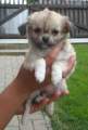 Chihuahua longhair Ostin Novopack klenot