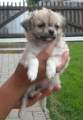 Chihuahua longhair Ostin Novopack klenot