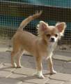 Chihuahua longhair Olli Novopack klenot