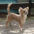 Chihuahua longhair Olli Novopack klenot