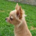 Chihuahua longhair Nesie  Novopack klenot