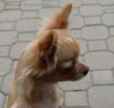 Chihuahua longhair Nesie  Novopack klenot