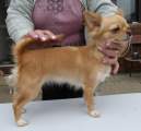 Chihuahua longhair Nesie  Novopack klenot