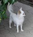Chihuahua longhair Lara Novopack klenot