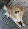 Chihuahua longhair Nuky  Novopack klenot