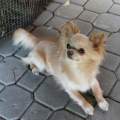 Chihuahua longhair Nuky  Novopack klenot