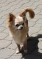 Chihuahua longhair Nuky  Novopack klenot