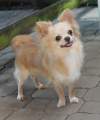 Chihuahua longhair Nuky  Novopack klenot