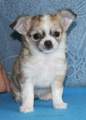 Chihuahua X Novopacký klenot